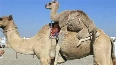 القعود والجمل