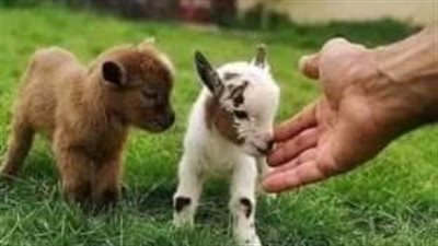 قصه مصريه حقيقيه