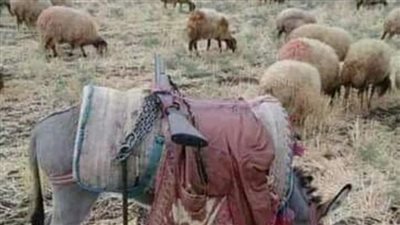 قصة الراعي الفقير