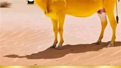البقرة الصفرة 