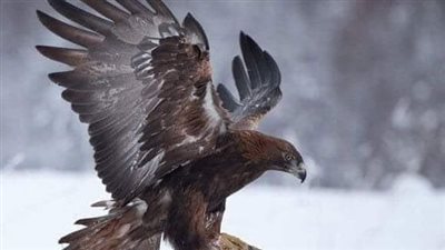 رجل عصي ربه ٤٠ سنه