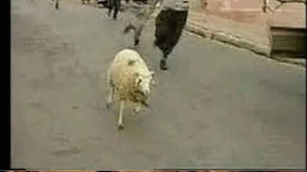 موقع أيام نيوز
