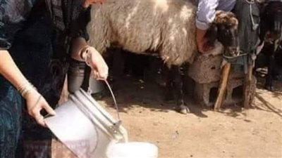 العيش والملح 