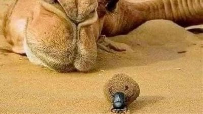قصه الجمل
