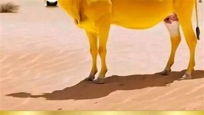 البقرة الصفرة 